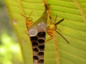 Guêpes sur leur nid (Hymenoptera)  